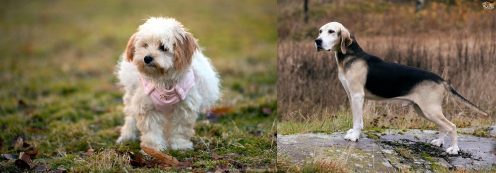 Dunker vs West Highland White Terrier - Breed Comparison