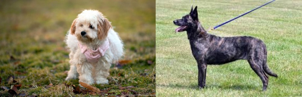 Dutch Shepherd vs West Highland White Terrier - Breed Comparison