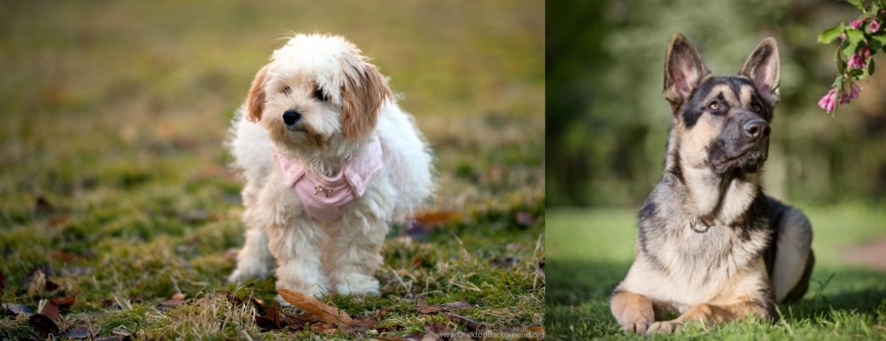 East European Shepherd vs West Highland White Terrier - Breed Comparison