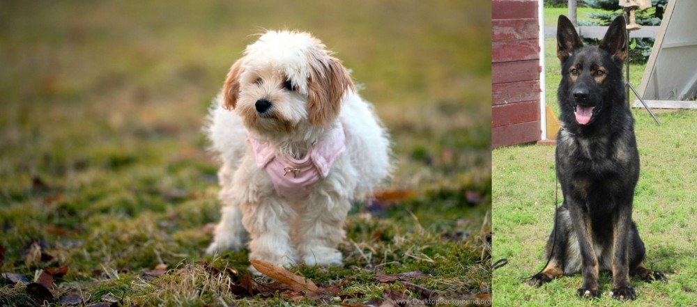 East German Shepherd vs West Highland White Terrier - Breed Comparison