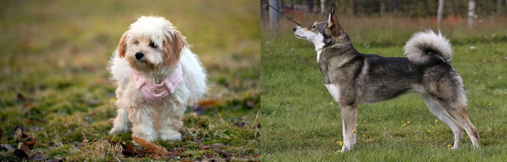 East Siberian Laika vs West Highland White Terrier - Breed Comparison
