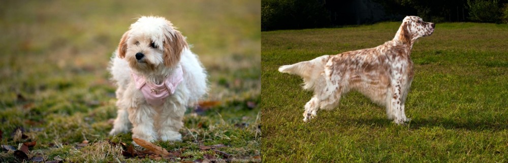 English Setter vs West Highland White Terrier - Breed Comparison