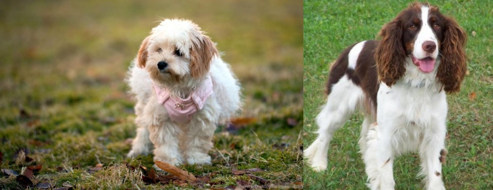 English Springer Spaniel vs West Highland White Terrier - Breed Comparison