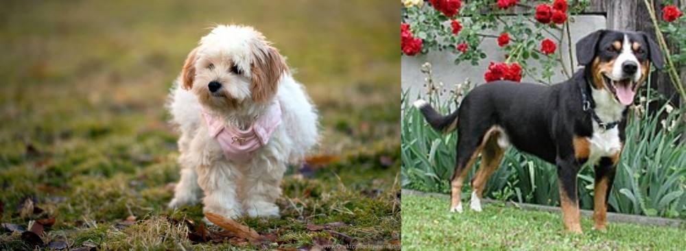 Entlebucher Mountain Dog vs West Highland White Terrier - Breed Comparison