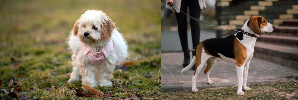 Estonian Hound vs West Highland White Terrier - Breed Comparison