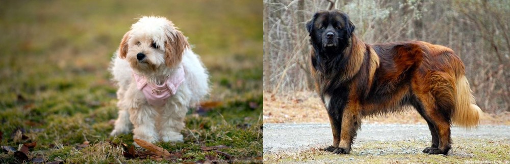 Estrela Mountain Dog vs West Highland White Terrier - Breed Comparison