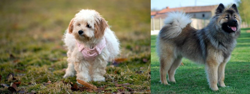 Eurasier vs West Highland White Terrier - Breed Comparison