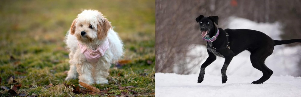 Eurohound vs West Highland White Terrier - Breed Comparison