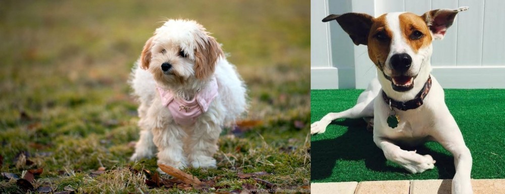 Feist vs West Highland White Terrier - Breed Comparison
