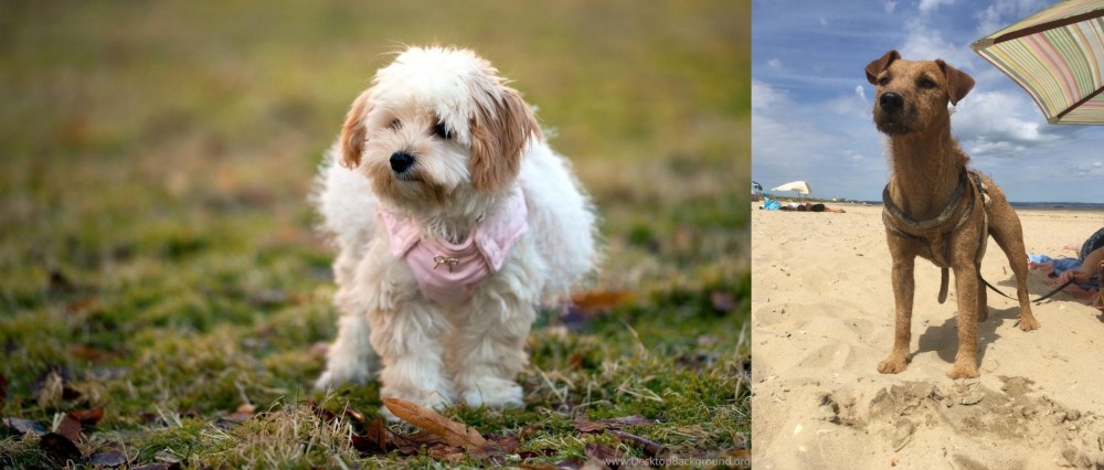 Fell Terrier vs West Highland White Terrier - Breed Comparison