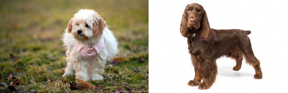 Field Spaniel vs West Highland White Terrier - Breed Comparison