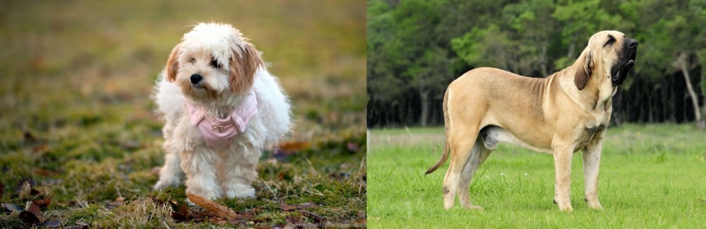 Fila Brasileiro vs West Highland White Terrier - Breed Comparison