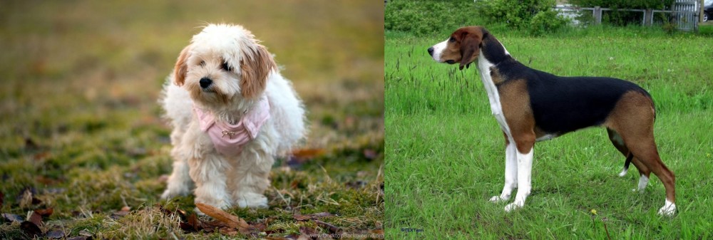 Finnish Hound vs West Highland White Terrier - Breed Comparison