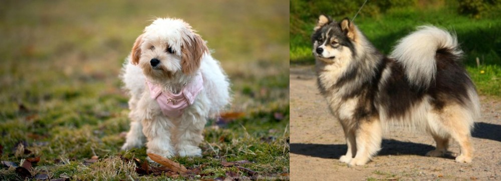Finnish Lapphund vs West Highland White Terrier - Breed Comparison
