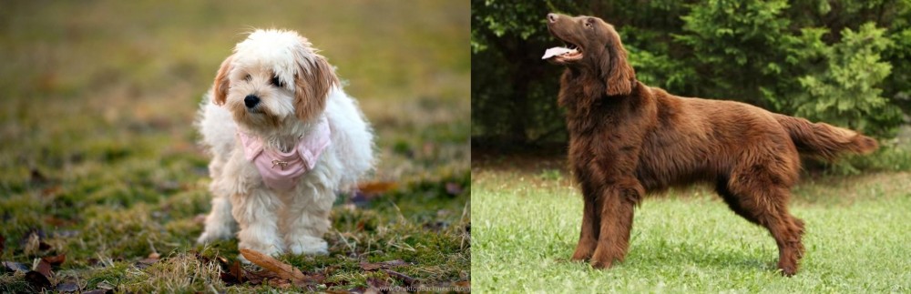 Flat-Coated Retriever vs West Highland White Terrier - Breed Comparison