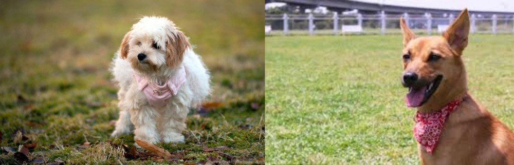 Formosan Mountain Dog vs West Highland White Terrier - Breed Comparison