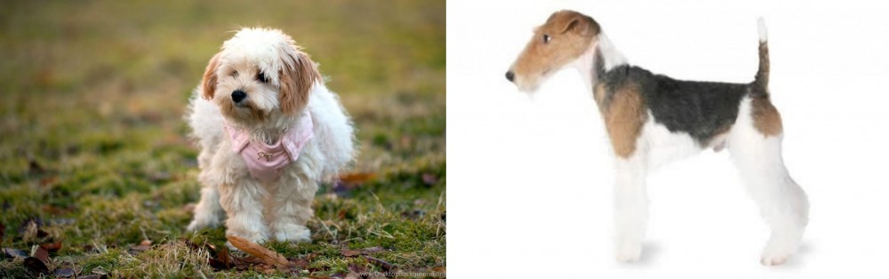 Fox Terrier vs West Highland White Terrier - Breed Comparison