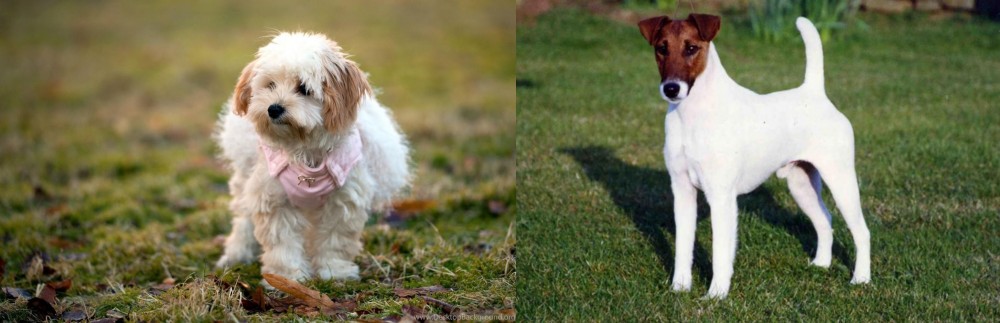 Fox Terrier (Smooth) vs West Highland White Terrier - Breed Comparison