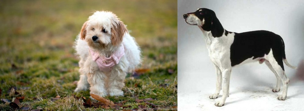 Francais Blanc et Noir vs West Highland White Terrier - Breed Comparison