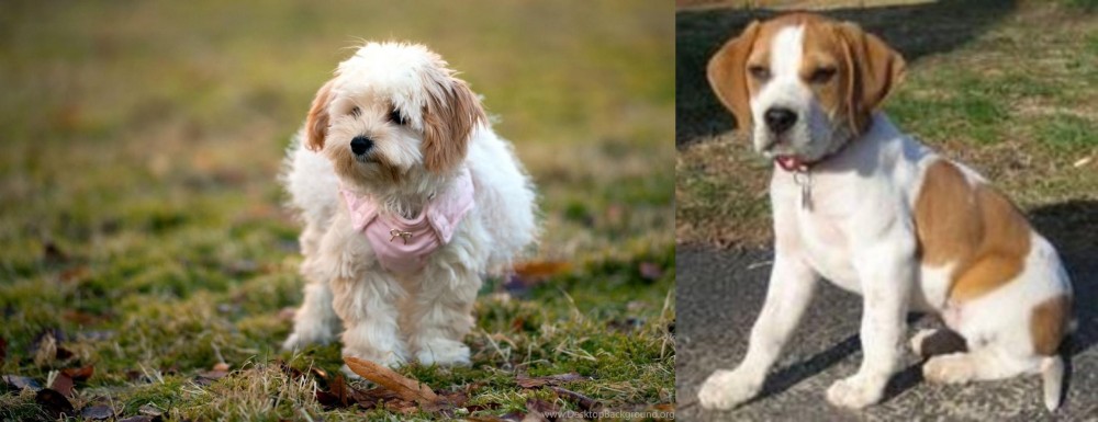 Francais Blanc et Orange vs West Highland White Terrier - Breed Comparison