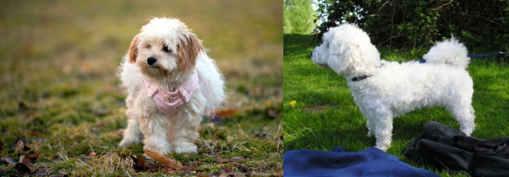 Franzuskaya Bolonka vs West Highland White Terrier - Breed Comparison