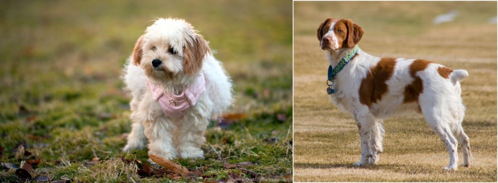 French Brittany vs West Highland White Terrier - Breed Comparison