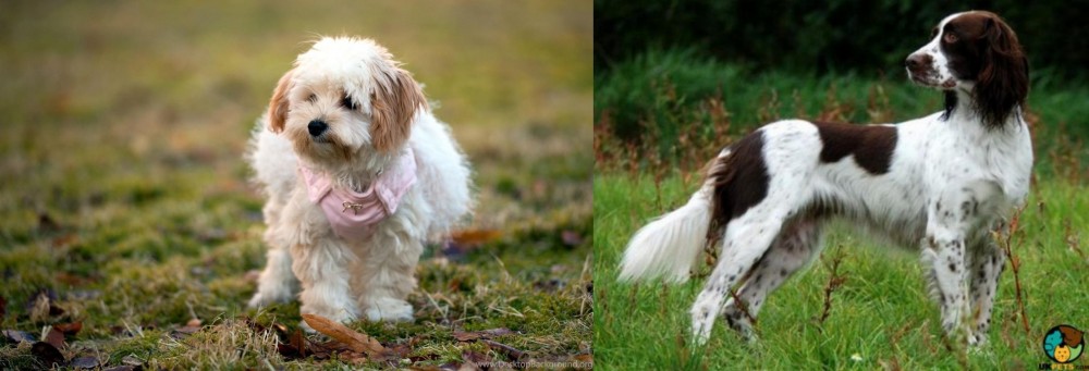 French Spaniel vs West Highland White Terrier - Breed Comparison