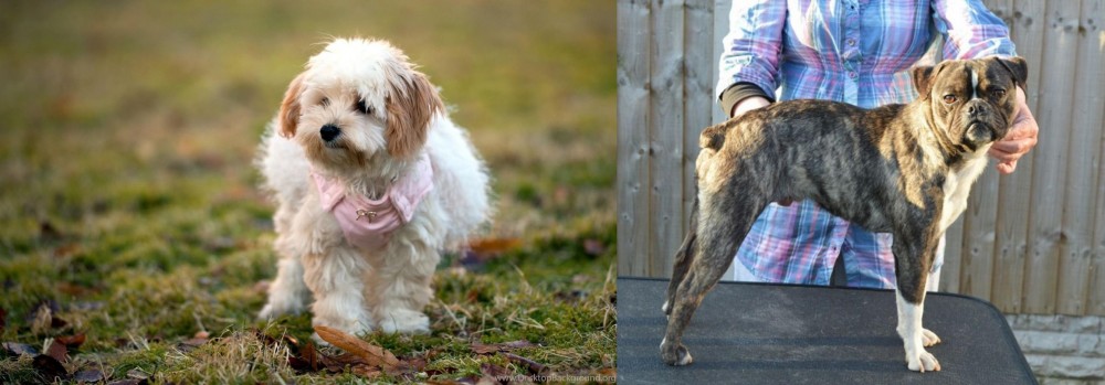 Fruggle vs West Highland White Terrier - Breed Comparison