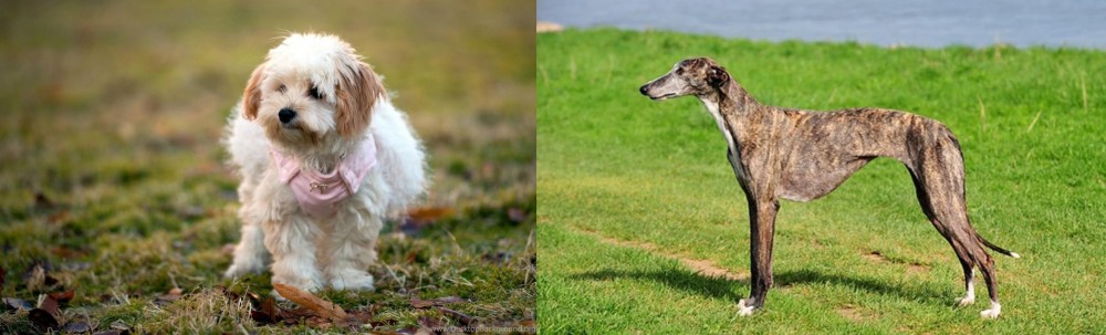 Galgo Espanol vs West Highland White Terrier - Breed Comparison