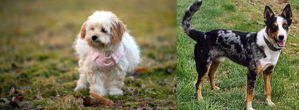 German Coolie vs West Highland White Terrier - Breed Comparison