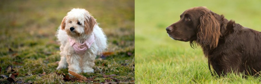 German Longhaired Pointer vs West Highland White Terrier - Breed Comparison