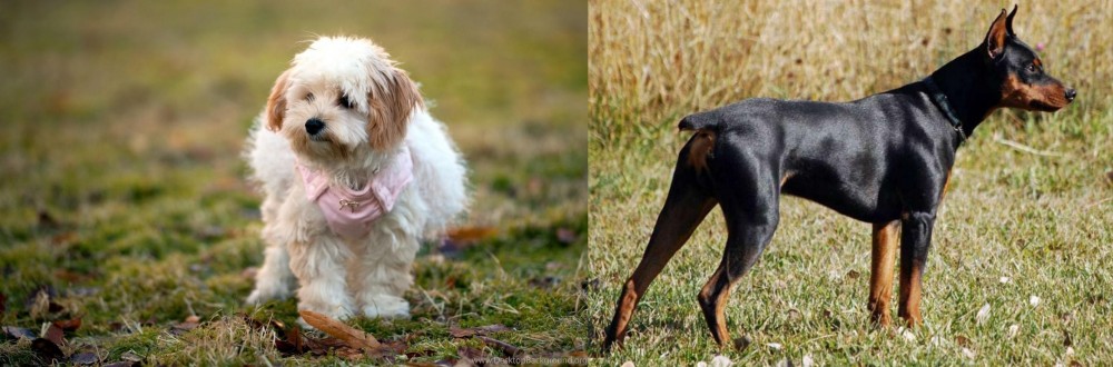 German Pinscher vs West Highland White Terrier - Breed Comparison