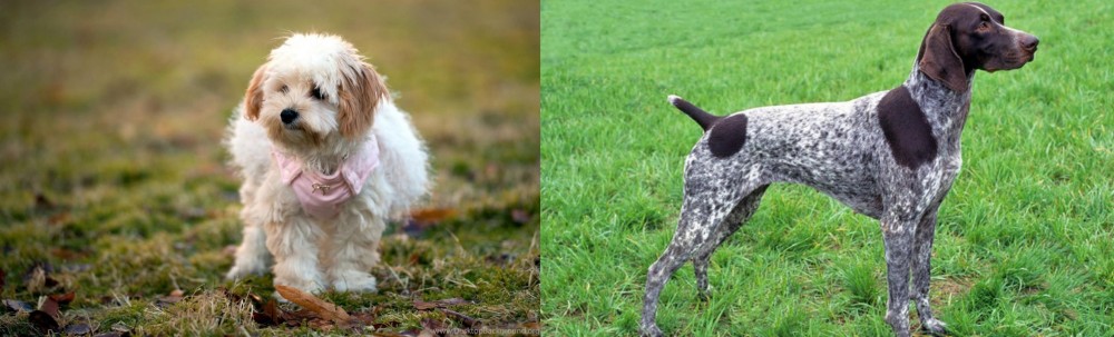 German Shorthaired Pointer vs West Highland White Terrier - Breed Comparison