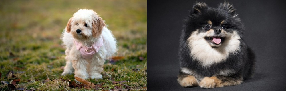 German Spitz (Klein) vs West Highland White Terrier - Breed Comparison