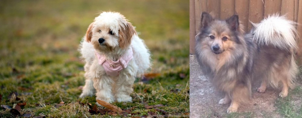 German Spitz (Mittel) vs West Highland White Terrier - Breed Comparison