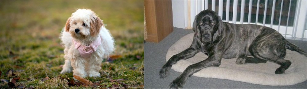 Giant Maso Mastiff vs West Highland White Terrier - Breed Comparison