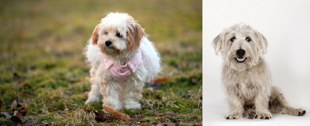 Glen of Imaal Terrier vs West Highland White Terrier - Breed Comparison