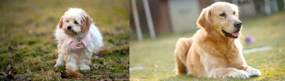 Goldador vs West Highland White Terrier - Breed Comparison