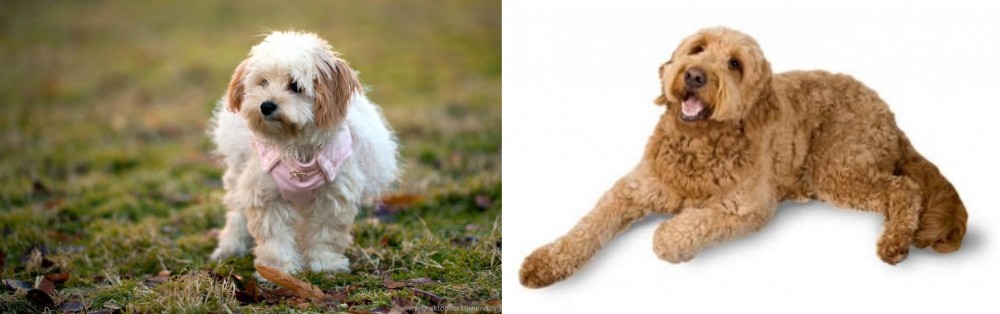 Golden Doodle vs West Highland White Terrier - Breed Comparison