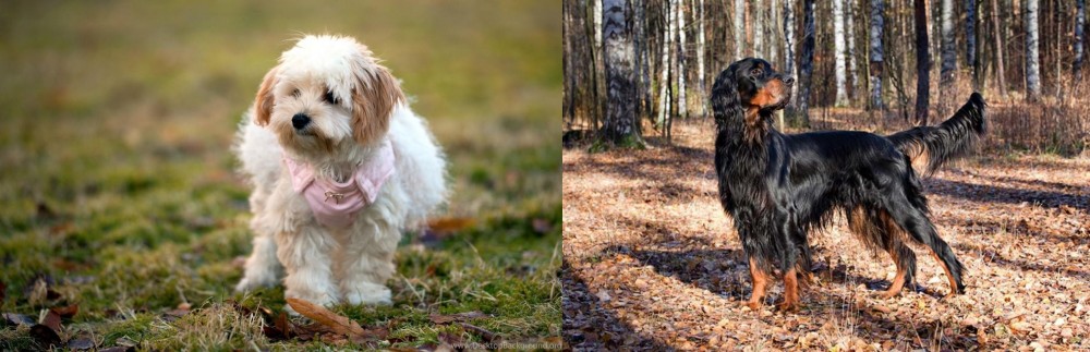 Gordon Setter vs West Highland White Terrier - Breed Comparison