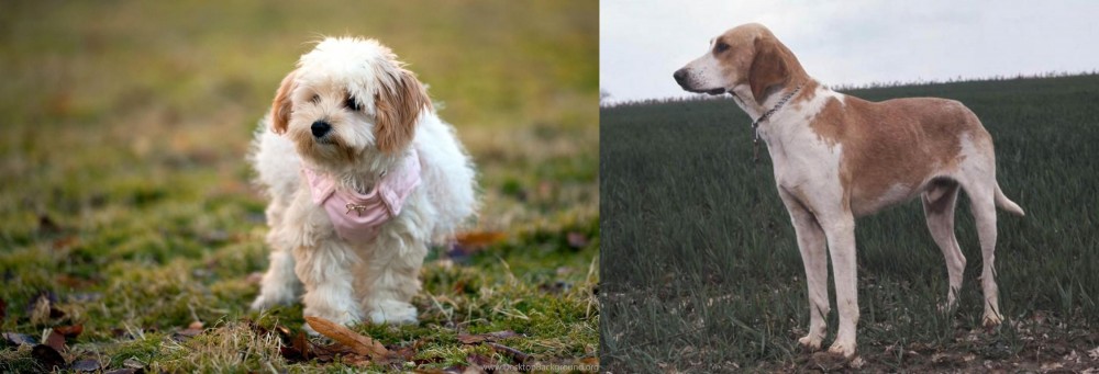 Grand Anglo-Francais Blanc et Orange vs West Highland White Terrier - Breed Comparison