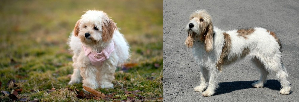 Grand Basset Griffon Vendeen vs West Highland White Terrier - Breed Comparison
