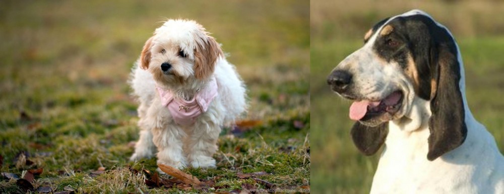 Grand Gascon Saintongeois vs West Highland White Terrier - Breed Comparison