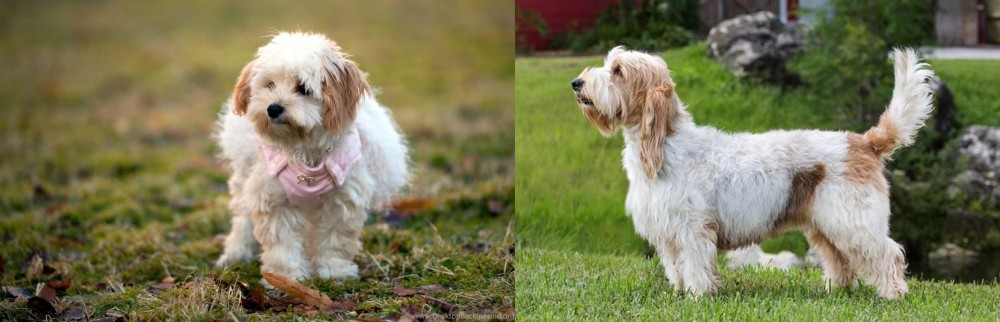 Grand Griffon Vendeen vs West Highland White Terrier - Breed Comparison