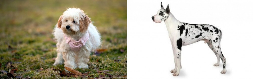 Great Dane vs West Highland White Terrier - Breed Comparison