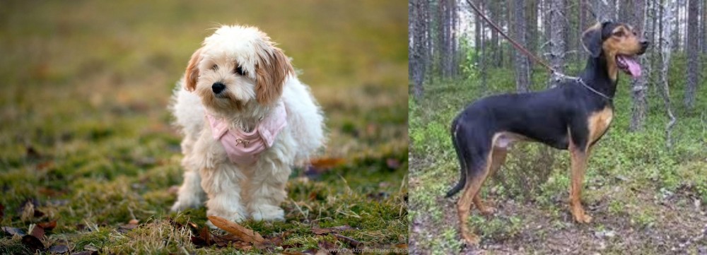 Greek Harehound vs West Highland White Terrier - Breed Comparison