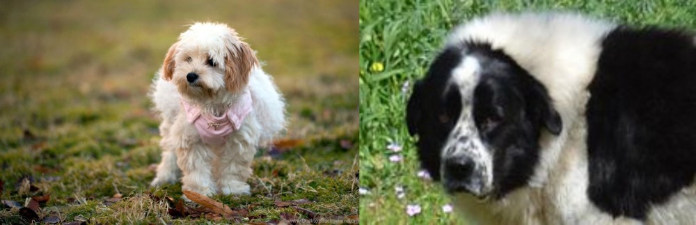Greek Sheepdog vs West Highland White Terrier - Breed Comparison