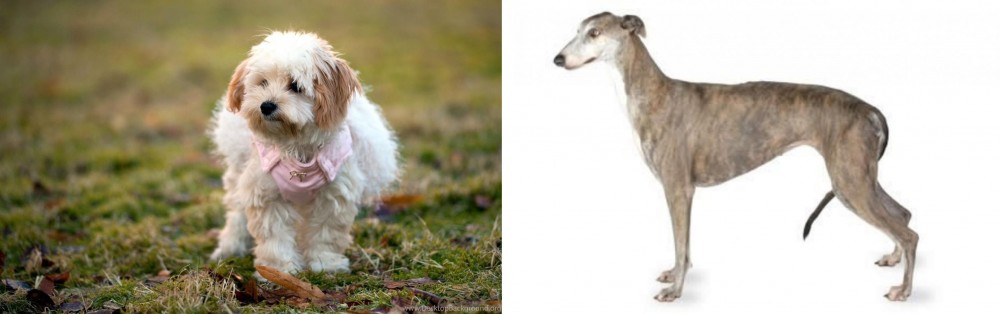 Greyhound vs West Highland White Terrier - Breed Comparison