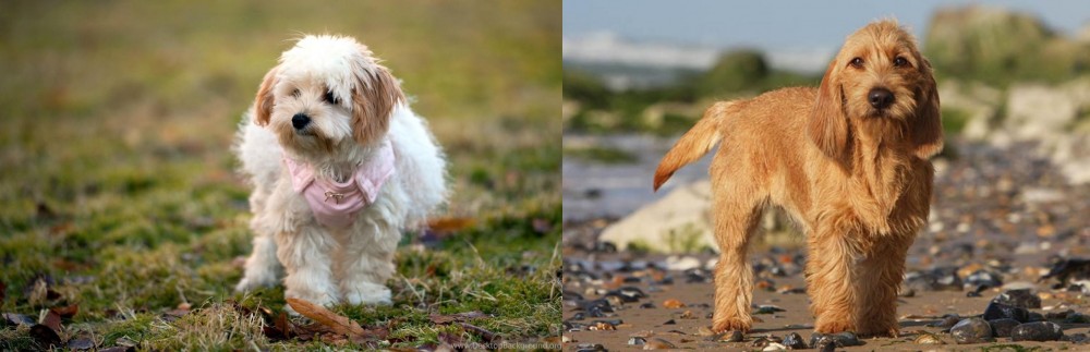 Griffon Fauve de Bretagne vs West Highland White Terrier - Breed Comparison