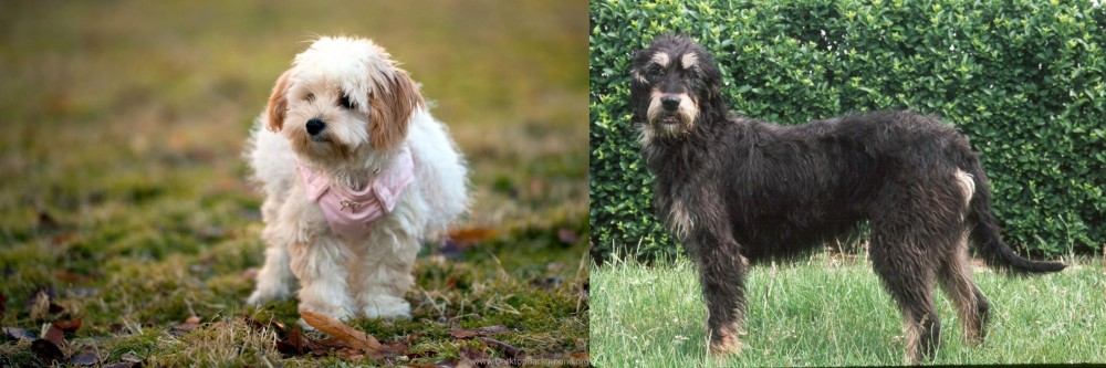 Griffon Nivernais vs West Highland White Terrier - Breed Comparison